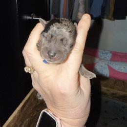 Blue Collar - Merle male Schnoodle puppy in Winchester, Tennessee from Mahaffey’s Doodles