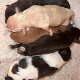 Miniature Schnauzer Puppies from A.R Miniature Schnauzers