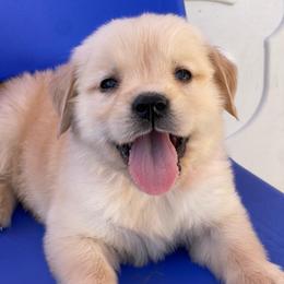 Orange collar male from Peggy - Golden male Golden Retriever puppy in Yucaipa, California from Blessed Goldens