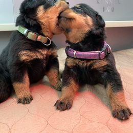 Rottweiler Puppies from KarmaKennelPNW