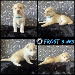Frost - Red and white male Siberian Husky puppy in Fairborn, Ohio from Haven of Free Spirits