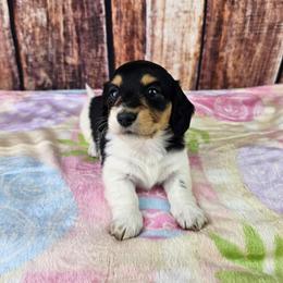 Kiaya - Piebald female Dachshund puppy in Malad City, Idaho from Mountain Sage Dachshunds