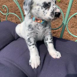 Dalmatian Puppies from Clarks 101 Dalmatians