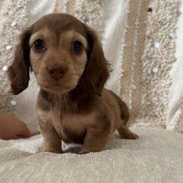 Loki - Chocolate and cream male Dachshund puppy in Moreno Valley, California from rdachshunds