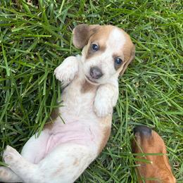 Montana - Piebald female Dachshund puppy in Fruita, Colorado from M & M Breeding