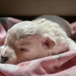 Clover - White female Maltipoo puppy in Rainbow City, Alabama from Southland Farm Kennels