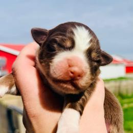 Larry - Red tri-color male Australian Shepherd puppy in Ashland, Ohio from SS Australian Shepherds