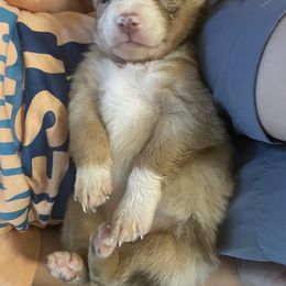 "She’s so adorable look at that face :)!" Miniature Australian Shepherd Puppies from Bee Positive Mini Aussies 🐝