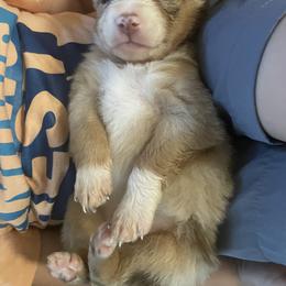 "She’s so adorable look at that face :)!" Miniature Australian Shepherd Puppies from Bee Positive Mini Aussies 🐝