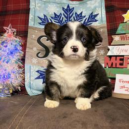 Girl 2 - Black and white female American Corgi puppy in Portland, North Dakota from Sliding stop corgis