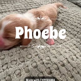 Beagle Puppies from Double X Beagles