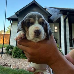 Purple collar- Isabella - Blue tan and white female Basset Hound puppy in Park City, Kansas from Stegmans Basset Hounds