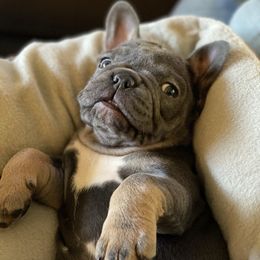 French Bulldog Puppies from Battle Born French Bulldogs