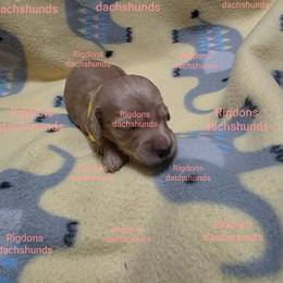 Yellow boy - Cream male Dachshund puppy in Sour Lake, Texas from Rigdon's dachshunds