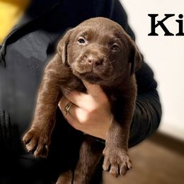 Kit - Chocolate female Labrador Retriever puppy in Baldwin City, Kansas from Hedge Lane Labradors