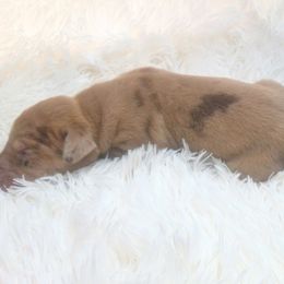 Blair - Chocolate female Great Dane puppy in Colorado Springs, Colorado from Pilot Danes