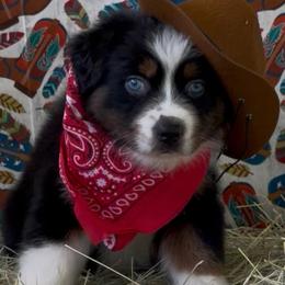 Buckaroo AKC Tailed - Black tri-color male Australian Shepherd puppy in Inverness, Florida from Swamp Puppy Canine Kennel