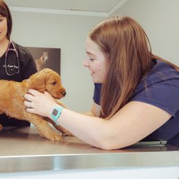 Goldendoodle Puppies from Abner Creek Doodles