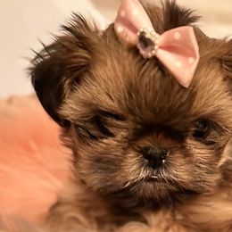 Boxers and Shih Tzus from Victorio Boxers & Shih-Tzu's