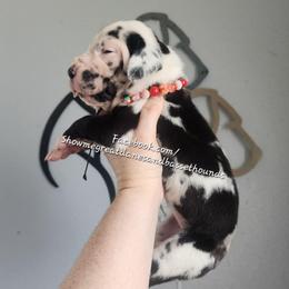 Red Collar - Harlequin female Great Dane puppy in Alton, Illinois from Show Me Great Danes and Basset Hounds