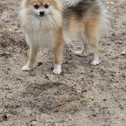 Pud - Pomeranian