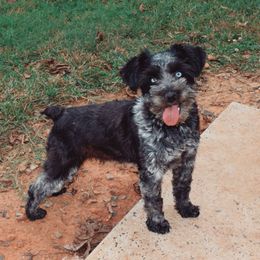 Tris - Miniature Schnauzer