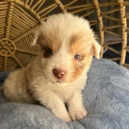 Elsa - Red merle female Australian Shepherd puppy in Grants Pass, Oregon from Carmel Mountain Aussies