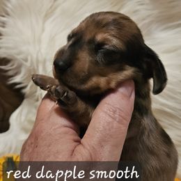 Boy 4 - Red male Dachshund puppy in La Pine, Oregon from Lil Deschutes