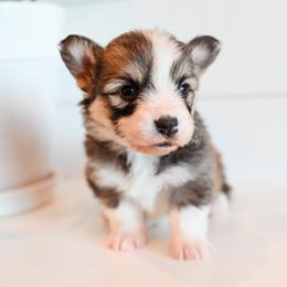 STORMY - Sable female Pembroke Welsh Corgi puppy in Mona, Utah from Sorensen Corgis