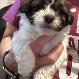 Gary - Apricot male Maltipoo puppy in Brighton, Illinois from Maltipoo Rehoming