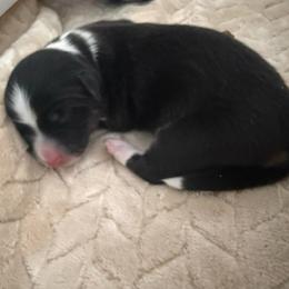 Brownie - Black and white male American Corgi puppy in Decatur, Texas from Bar S Corgis