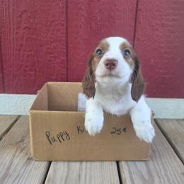Porkchop - Piebald male Dachshund puppy in Grant, Michigan from Low Down Dashchuand