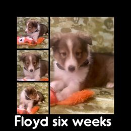 Flyod - Shetland Sheepdog puppy from Nancy Barger's Siberian Huskies