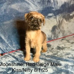 Moonshine - Belge male Brussels Griffon puppy in Dawson Springs, Kentucky from Precious Paws and Galafrey