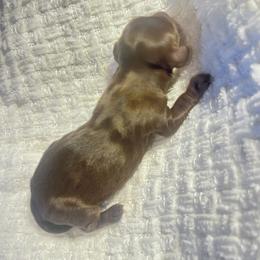 Lilly - Chocolate and tan female Dachshund puppy in Turtletown, Tennessee from Stachia’s C4 Dachshunds