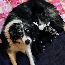 Dolly - Australian Shepherd