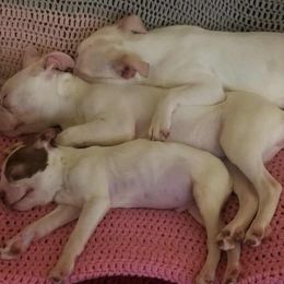 Heidi - Seal and white Boston Terrier puppy in Boston, Massachusetts from Boston Collections