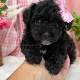 Beauty - Black female Poodle puppy in West Plains, Missouri from Suncreek Puppies