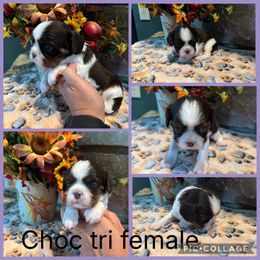 Choc tri purple - Chocolate female Cavalier King Charles Spaniel puppy in Greenleaf, Wisconsin from Ledgetop Family Cavaliers