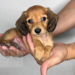 Sonny - Red male Dachshund puppy in Goodyear, Arizona from D&C Royal Dachshunds LLC