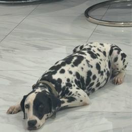Lia - Dalmatian