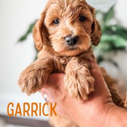Garrick - Apricot male Goldendoodle puppy in Jacksonville, Florida from First Coast Goldendoodles