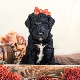 Onyx - Black female Poodle puppy in Gaylord, Michigan from Dog Mom Co. Poodles