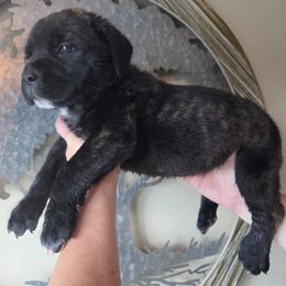 Grey - Black brindle male Cane Corso puppy in Yale, Michigan from Titan Farms