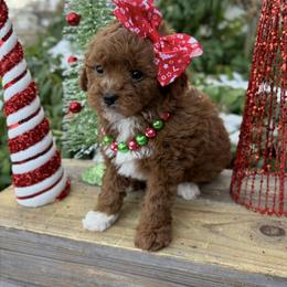 Bernedoodle, Cavapoo, Goldendoodle, and Poodle Puppies from Gypsi Doodles & Poodles