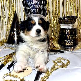 Bellatrix - Black tri-color female Australian Shepherd puppy in Fredericksburg, Virginia from Cooper Ridge Aussies