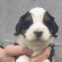 Shohei - Tri-color male Bernedoodle puppy in Washougal, Washington from Sandy Creek Bernedoodles