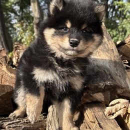 Kuma - Black and tan male Shiba Inu puppy in Winthrop, Minnesota from Kayobi Shibas