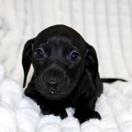 Boy 4 - male Dachshund puppy in Fairfax, Iowa from Grayson’s Lovable Dachshunds