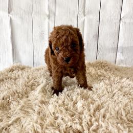 Truffle (AKC) - Red  male Poodle puppy in Riverside, California from Red Toy Poodle World